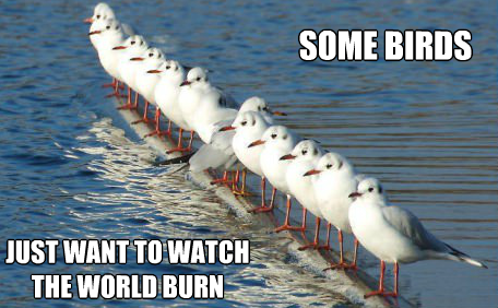 Watch world burn birds meme
