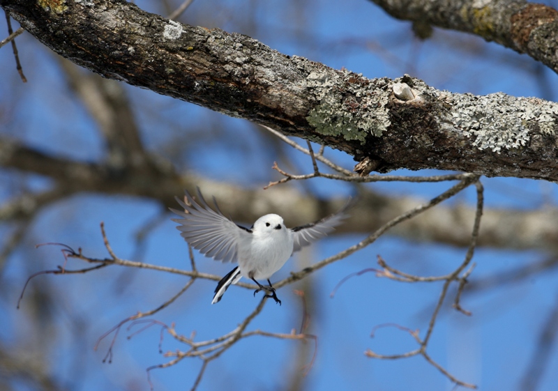 L’oiseau le plus mignon au monde YZGeneration