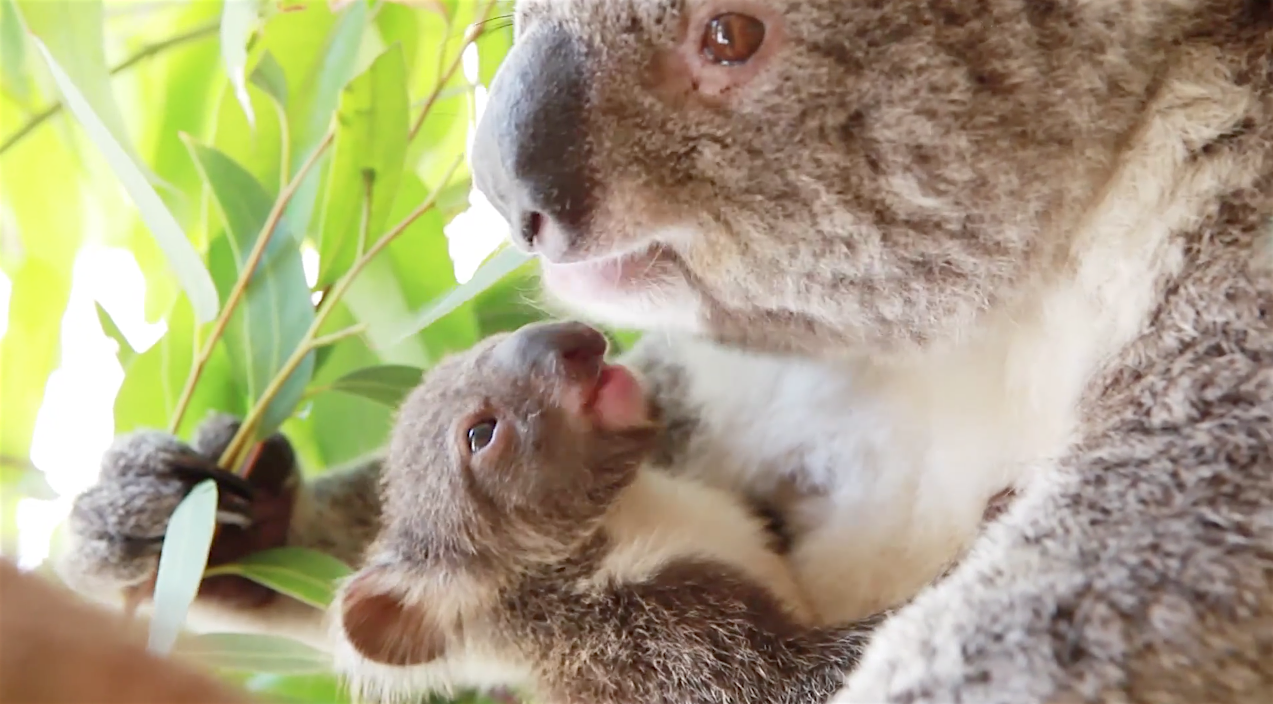 Boubou-Bebe-Koala-Australie-2