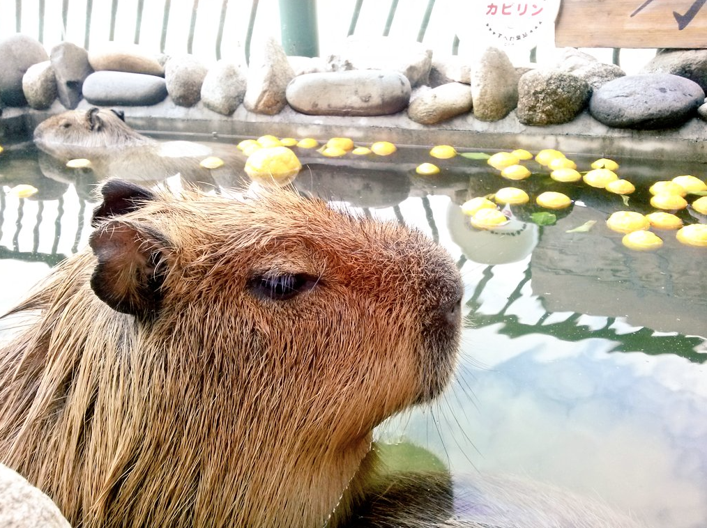 Capybara-Yuzu-Onsen-Citrons-Japon-1
