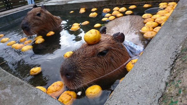 Capybara-Yuzu-Onsen-Citrons-Japon-10-Bis