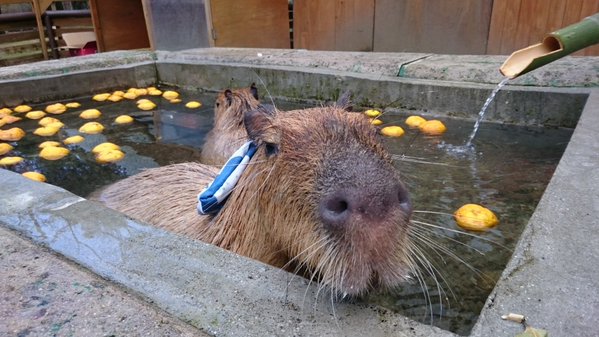 Capybara-Yuzu-Onsen-Citrons-Japon-11