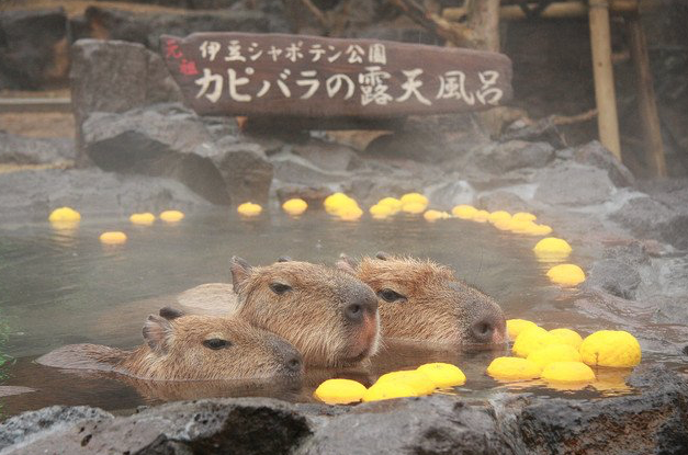 Capybara-Yuzu-Onsen-Citrons-Japon-2