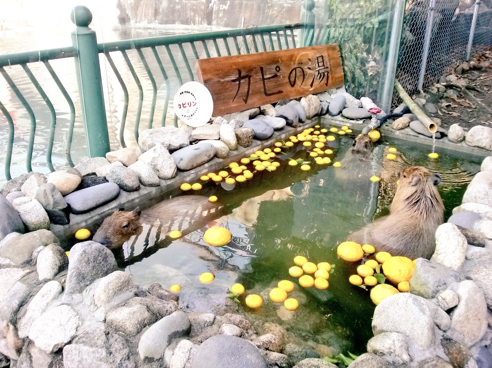 Capybara-Yuzu-Onsen-Citrons-Japon-3