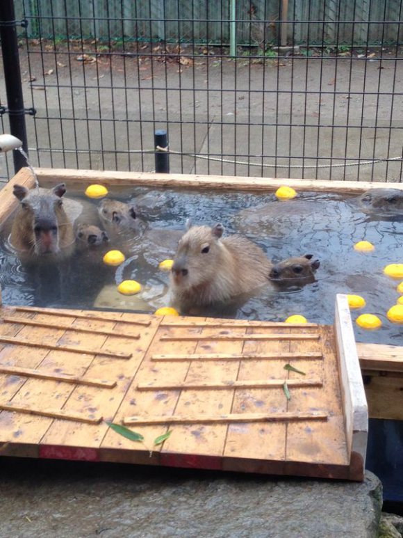 Capybara-Yuzu-Onsen-Citrons-Japon-6