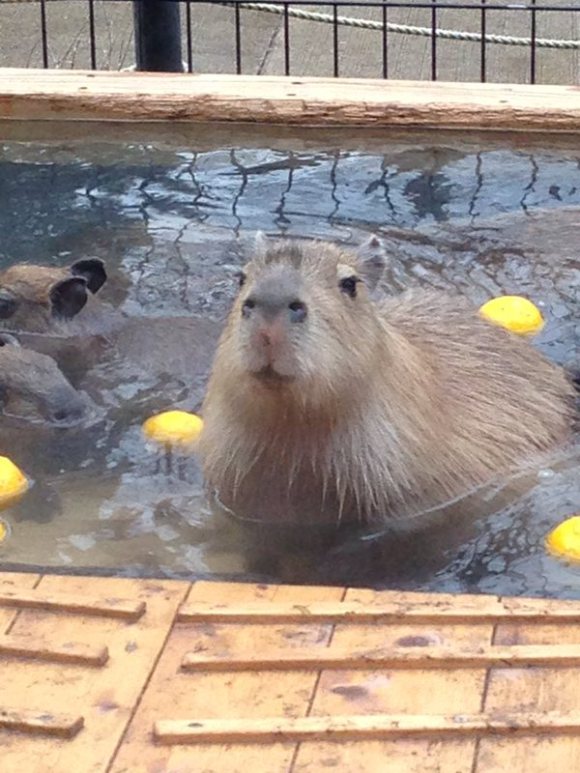 Capybara-Yuzu-Onsen-Citrons-Japon-7