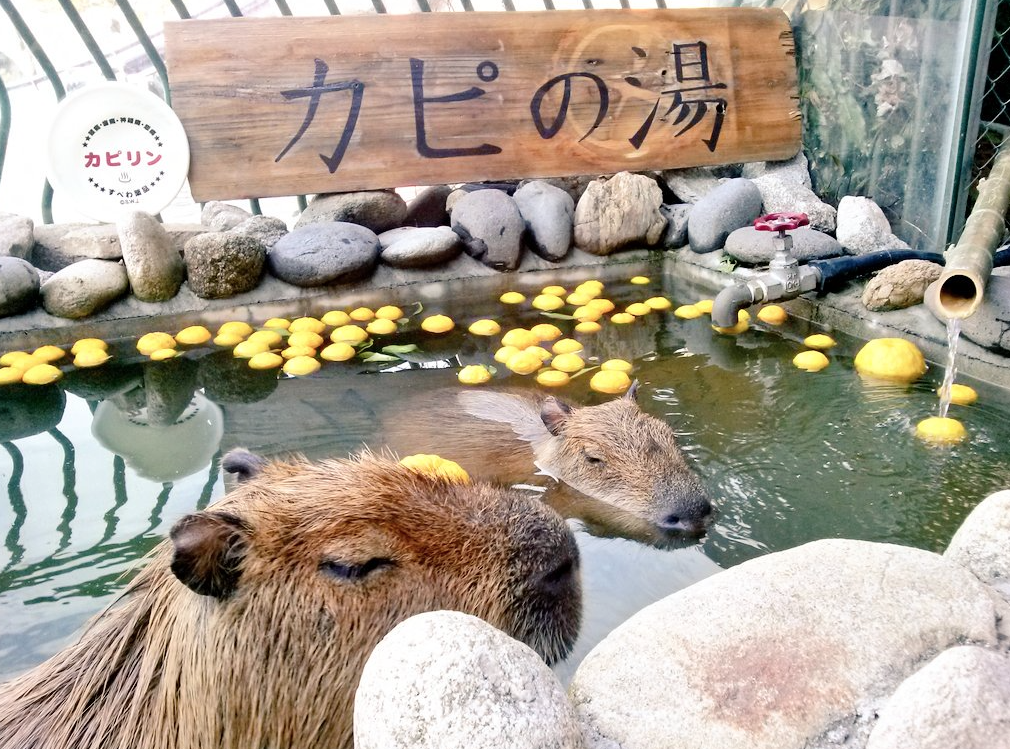 Capybara-Yuzu-Onsen-Citrons-Japon-8