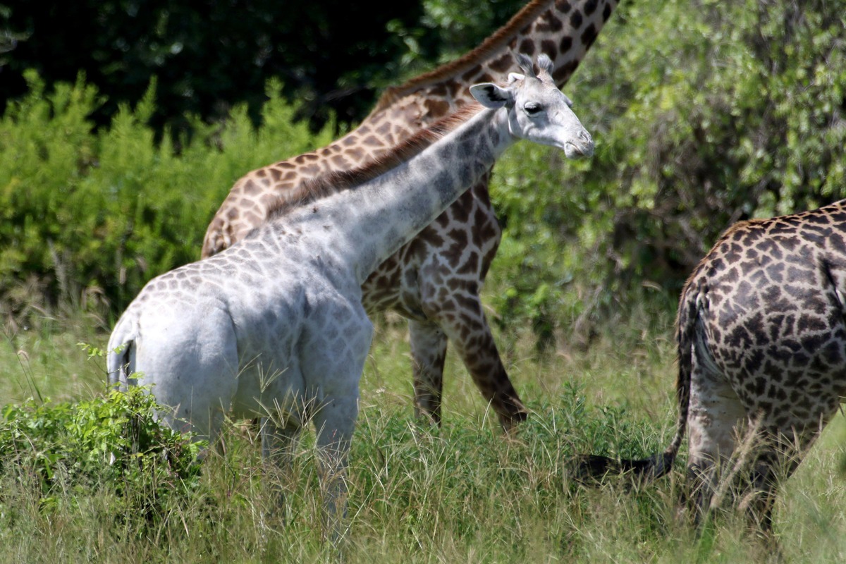 Omo-Girafe-Albinos-Tanzanie-1