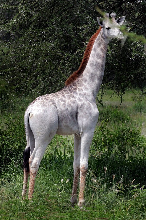 Omo-Girafe-Albinos-Tanzanie-2