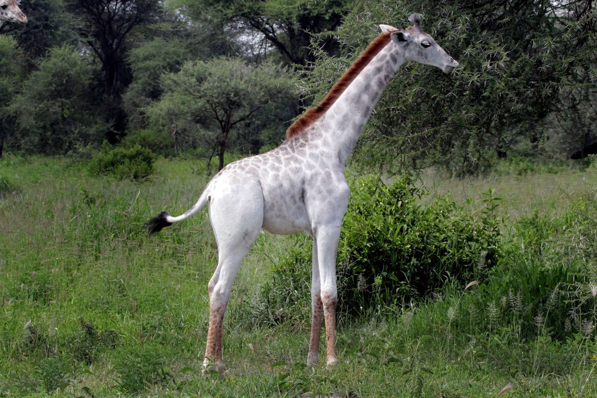 Omo-Girafe-Albinos-Tanzanie-3
