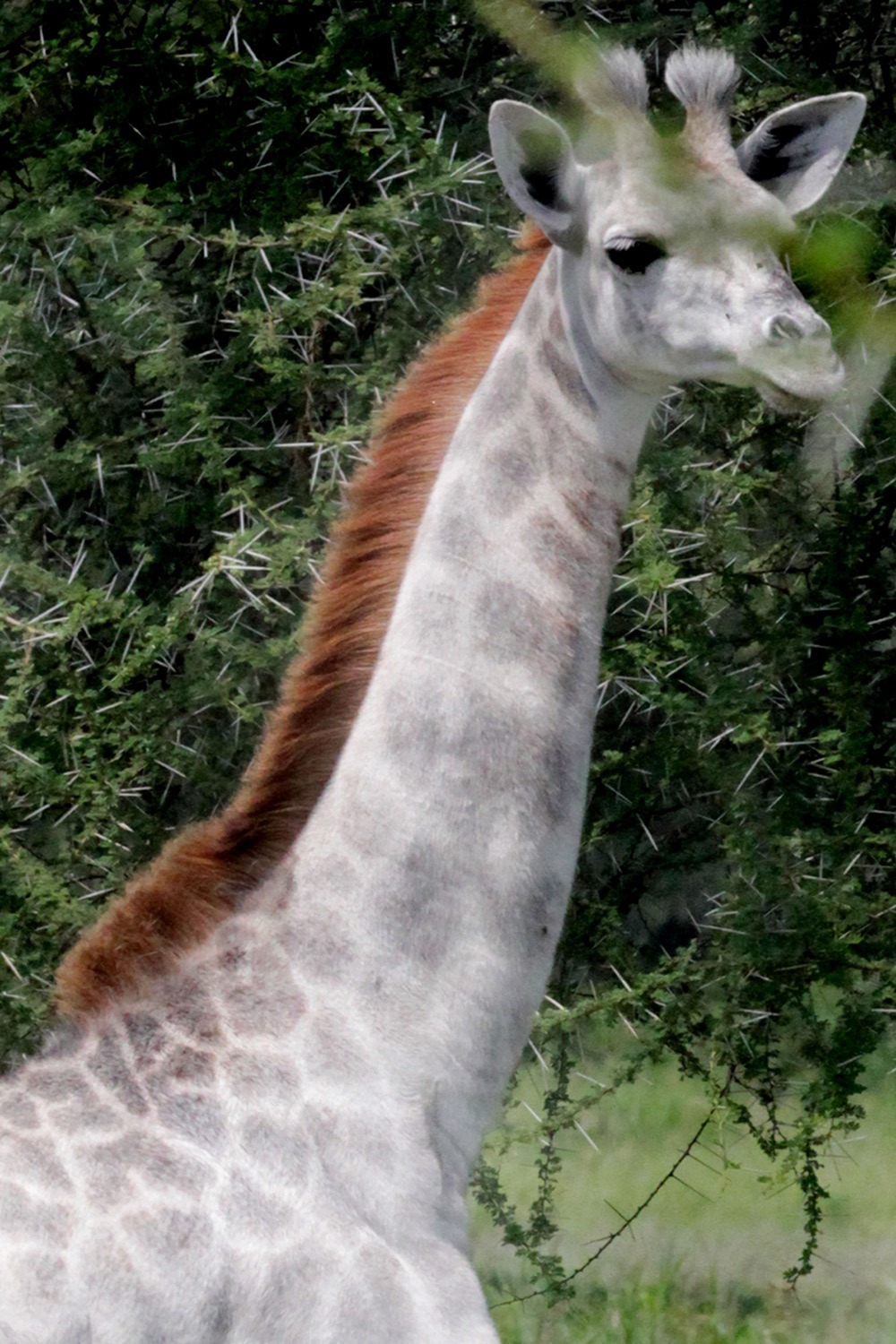 Omo-Girafe-Albinos-Tanzanie-4
