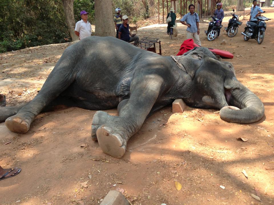 Mort-Sambo-Elephant-Angkor-Cambodge-1