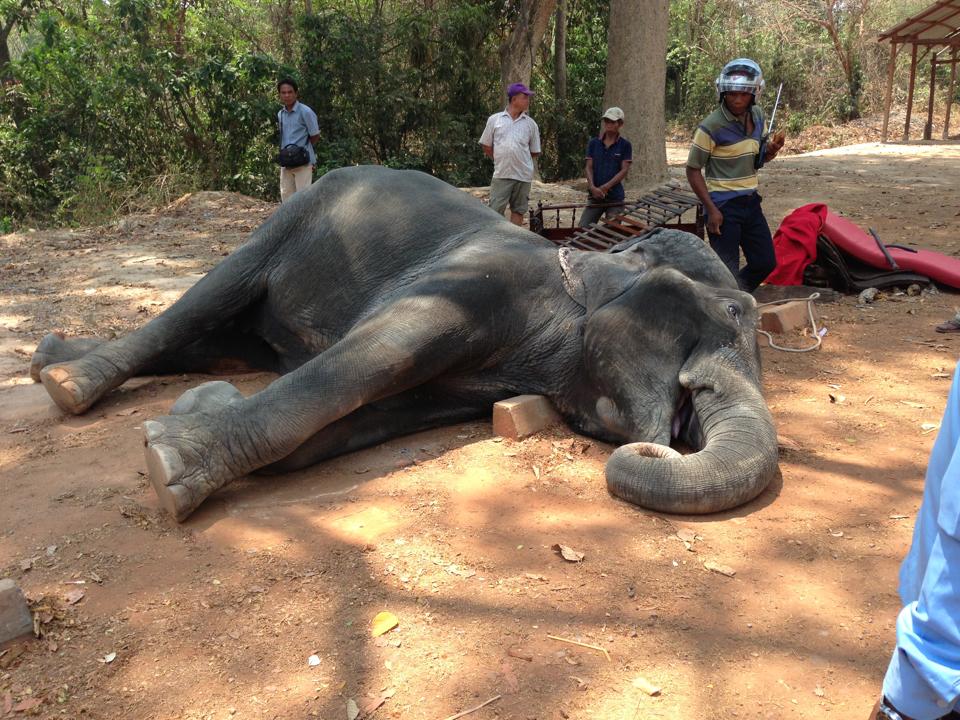 Mort-Sambo-Elephant-Angkor-Cambodge-2