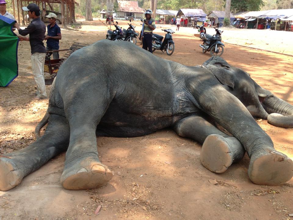 Mort-Sambo-Elephant-Angkor-Cambodge-3