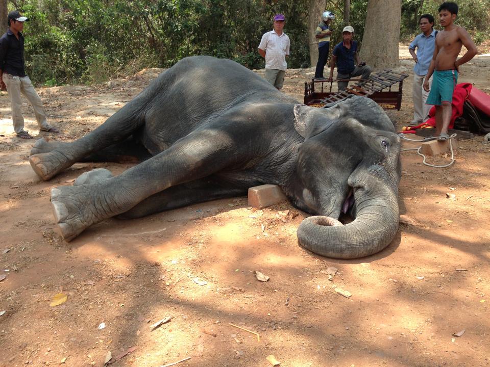 Mort-Sambo-Elephant-Angkor-Cambodge-4