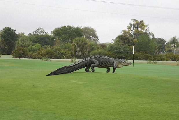 Alligator-Geant-Floride-1