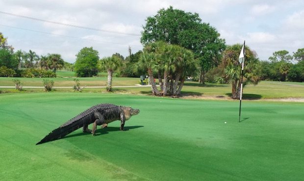 Alligator-Geant-Floride-2