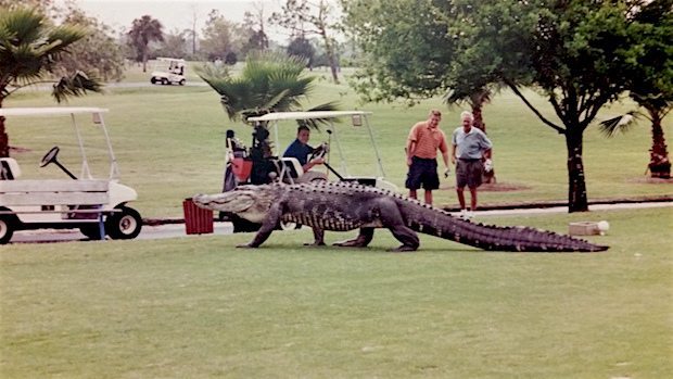 Alligator-Geant-Floride-3