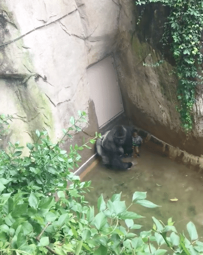 Gorille-Zoo-Cincinnati-Abattu-1