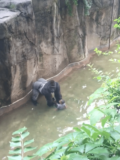 Gorille-Zoo-Cincinnati-Abattu-3