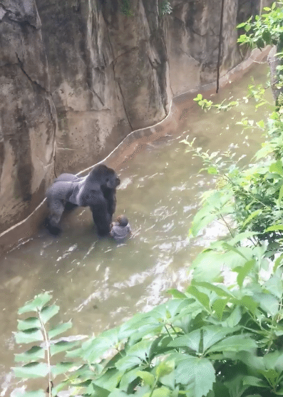 Gorille-Zoo-Cincinnati-Abattu-4