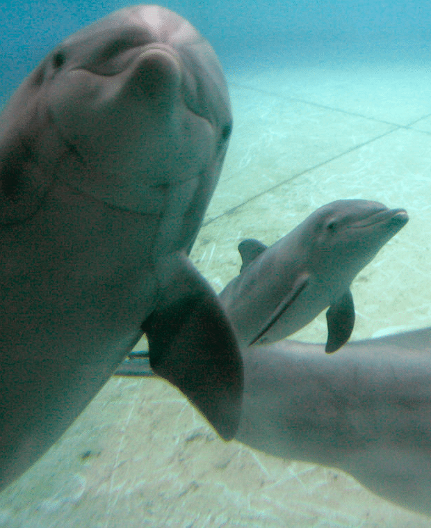 Aquarium-Baltimore-Dauphins-Sanctuaire-2