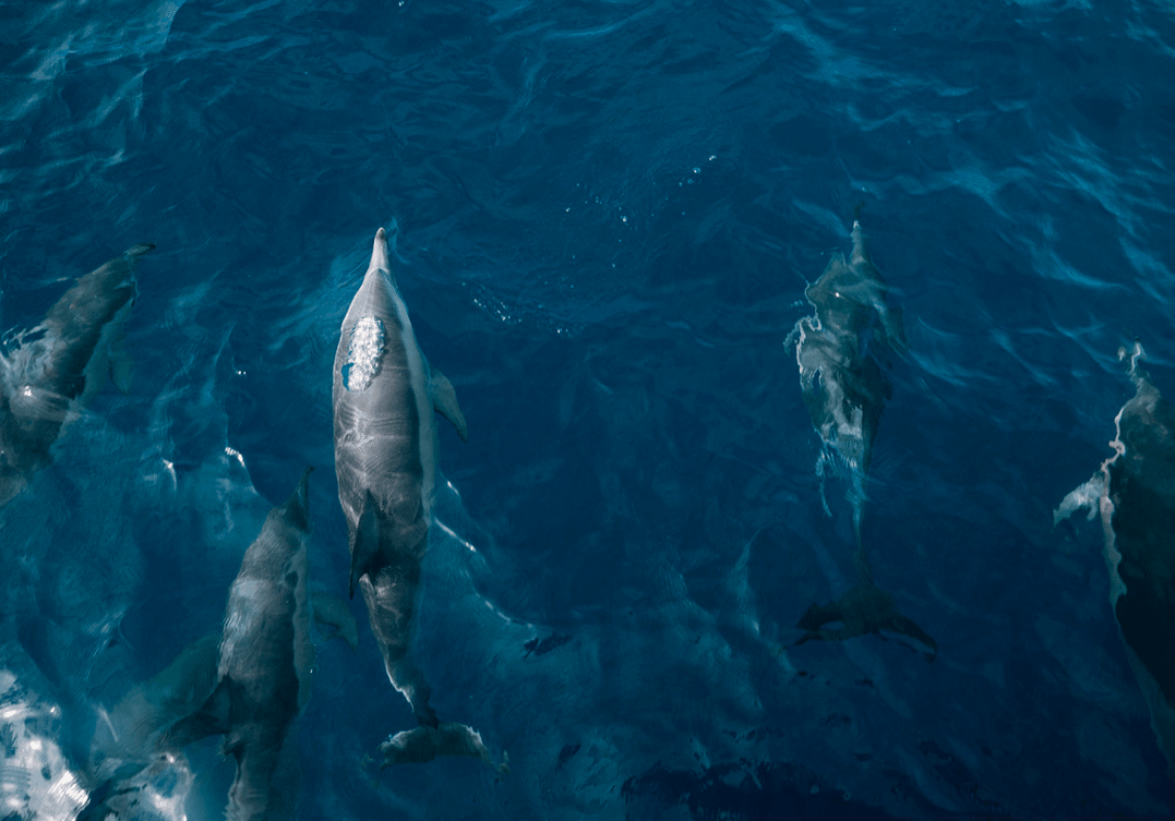 Aquarium-Baltimore-Dauphins-Sanctuaire-3