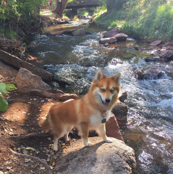 May-Loulou-Husky-Chien-Renard-9