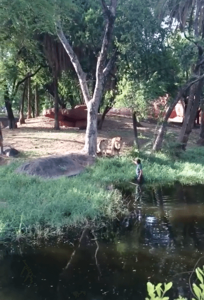 Zoo-Hyperabad-Inde-Lions-4