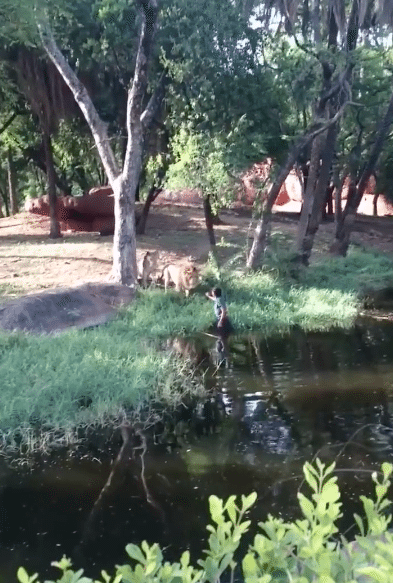 Zoo-Hyperabad-Inde-Lions-5