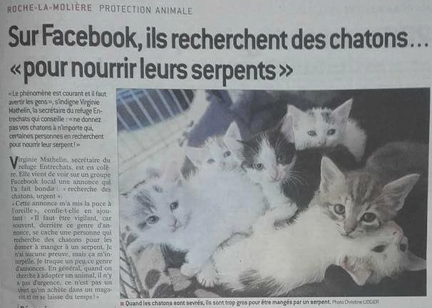 groupe-facebook-chatons-chiots-serpents-2