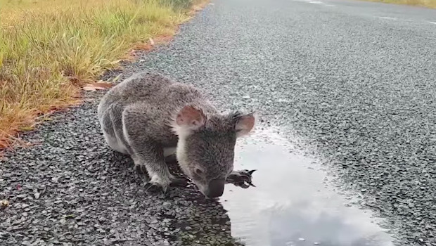Australie : De Plus en Plus de Koalas dans les Villes à cause de la ...